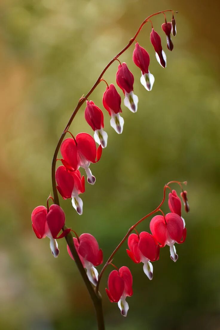 Разбитое сердце растение фото Pin on Flowers and petals