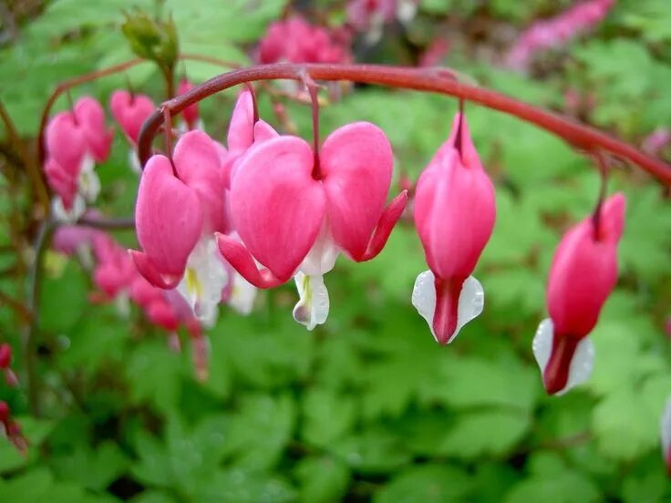 Разбитое сердце растение фото Bleeding Heart Seeds - PINK - Unusual Heart Shaped Flowers- Heirloom - 15 Seeds 