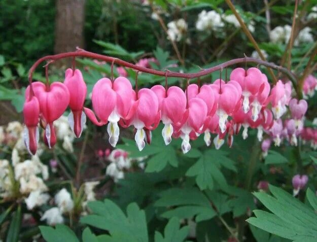 Разбитое сердце цветок фото многолетник dicentra Цветы, Дизайн сада, Растения