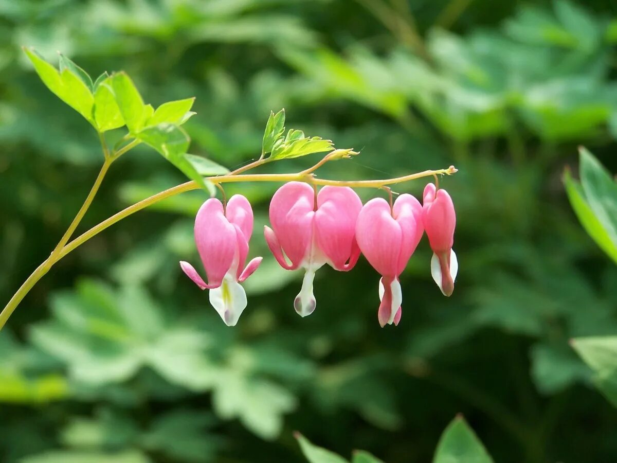 Разбитое сердце цветок фото многолетник Free Images : nature, blossom, leaf, flower, petal, summer, green, botany, garde