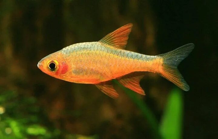 Разборы аквариумные рыбки фото Fire Rasbora Aquarium fish, Freshwater fish, Danio fish