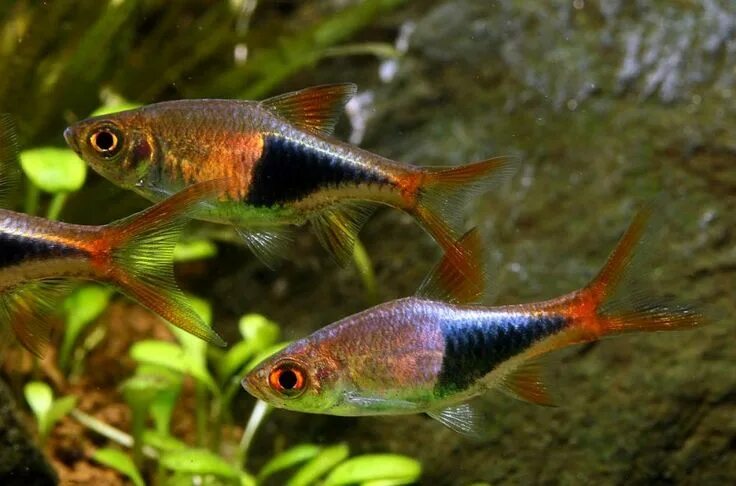 Разборы аквариумные рыбки фото Trigonostigma heteromorpha - Harlequin (Rasbora heteromorpha) Aquarium fish, Sal