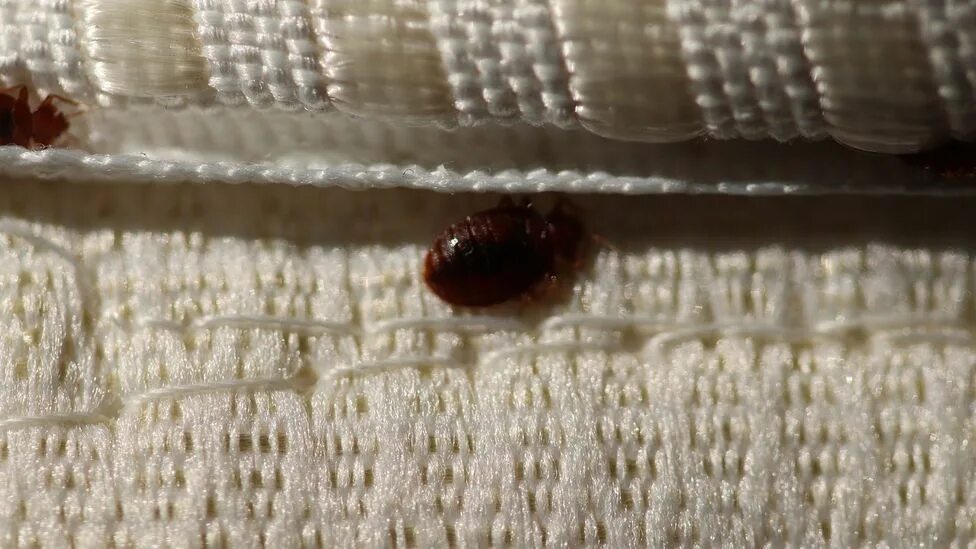 Раздавленный клоп фото Why are bed bugs so difficult to deal with? - BBC Future