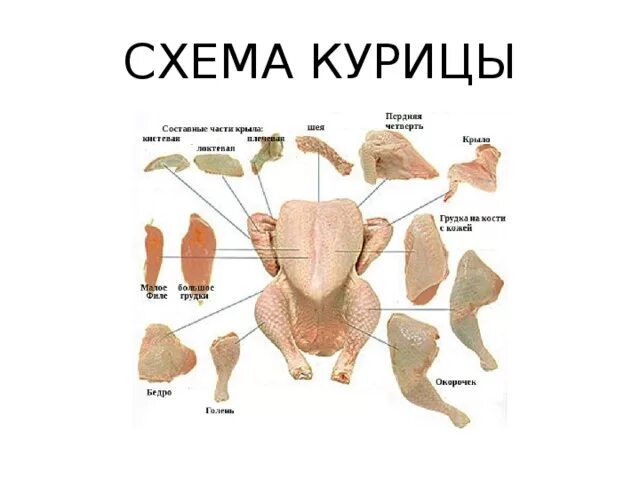 Разделка курицы на части схема фото Кулинария "Виды мяса и их разделка" - прочее, презентации