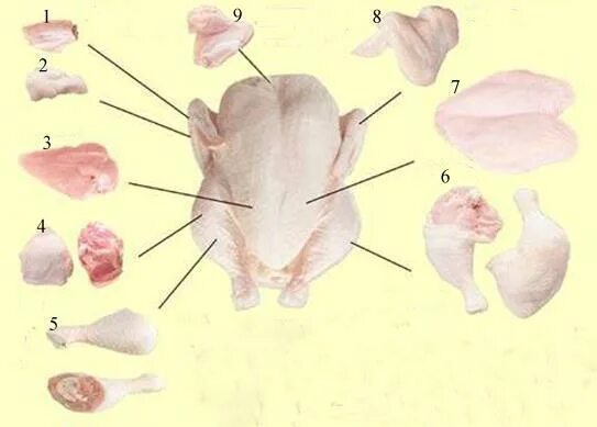 Разделка курицы на части схема фото Комплект контрольно-оценочных средств для промежуточной аттестации ПМ.01 Организ