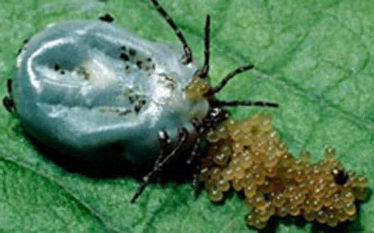 Раздутый клещ как выглядит Tick-borne encephalitis. Tick-borne Encephalitis. Symptoms and treatment. Photo