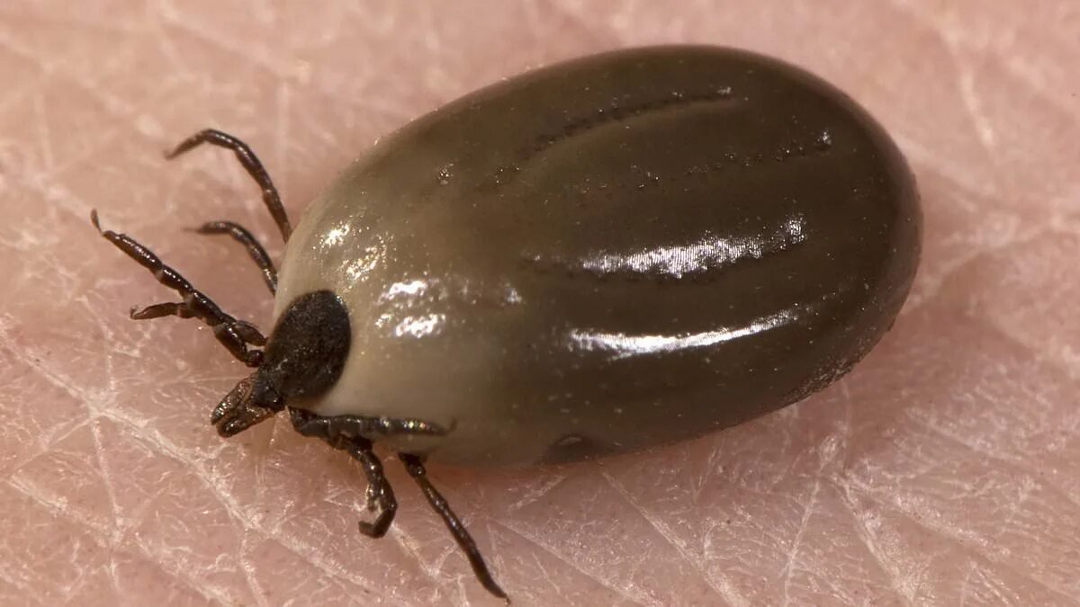 Раздутый клещ как выглядит Scotland hit by tick disease explosion ...now there's FIVE times more cases than