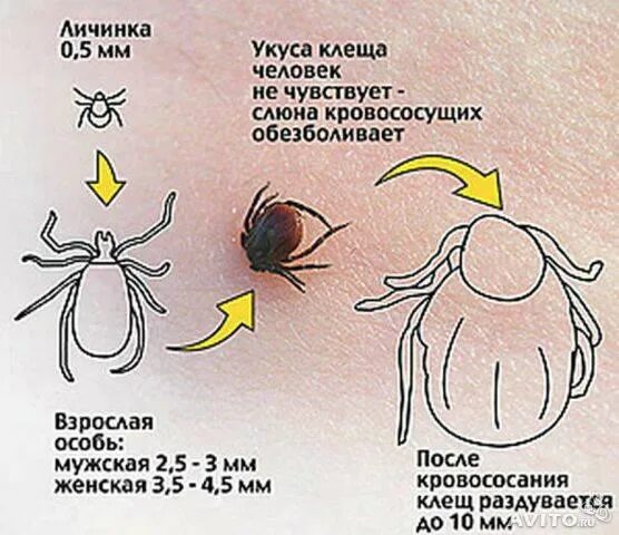 Раздутый клещ как выглядит Памятка участнику туристского похода