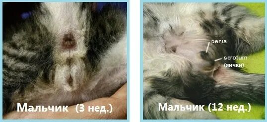 Различие кота и кошки фото котята КАК ОПРЕДЕЛИТЬ ПОЛ КОТЕНКА Шотландские вислоухие (плюшевые котята) ВКонтакте