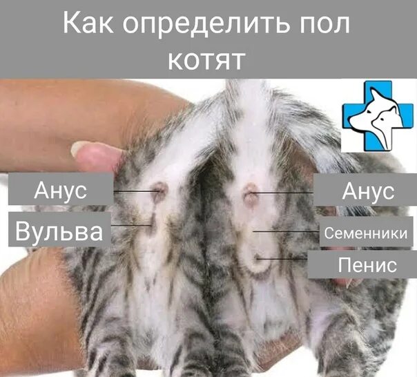 Различие кота и кошки фото котята Ответы Mail.ru: Как определить пол котенка в 2 месяца, если у него длинная шерст