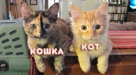 Различие кота и кошки фото котята Как отличить кошку от кота в 1 месяц: различия и признаки