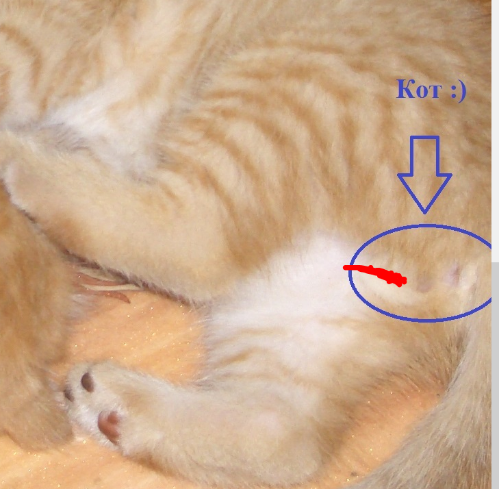 Различие кота и кошки фото котята Вы пол котёнка отпределить можете? Я по фото бабушкиного котёнка определил, что 