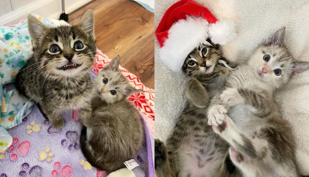 Различие кота и кошки фото котята Bonded Kittens Make Woman's Wish Come True This Christmas After She Lost Her Cat