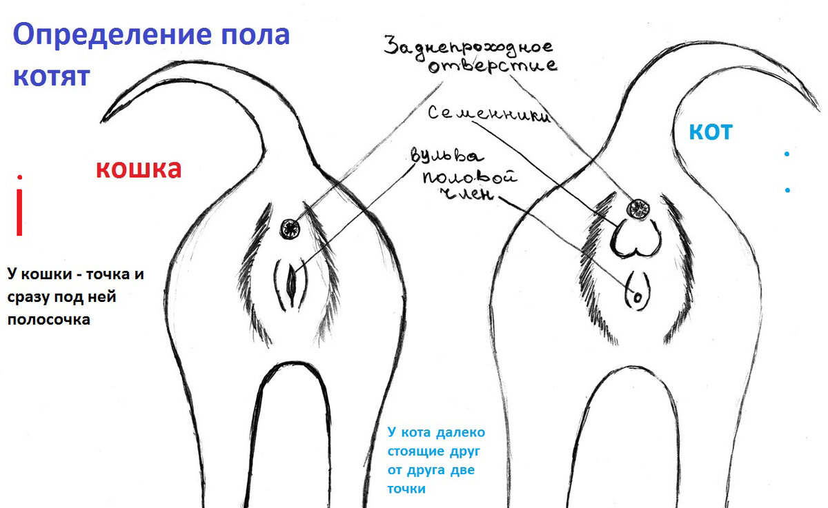 Различить пол котят фото Как определить кошка или кот? Всё очень легко! Ильяс Багаутдинов Дзен