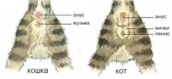 Различить пол котят фото Как определить кот или кошка у новорожденных котят: фото