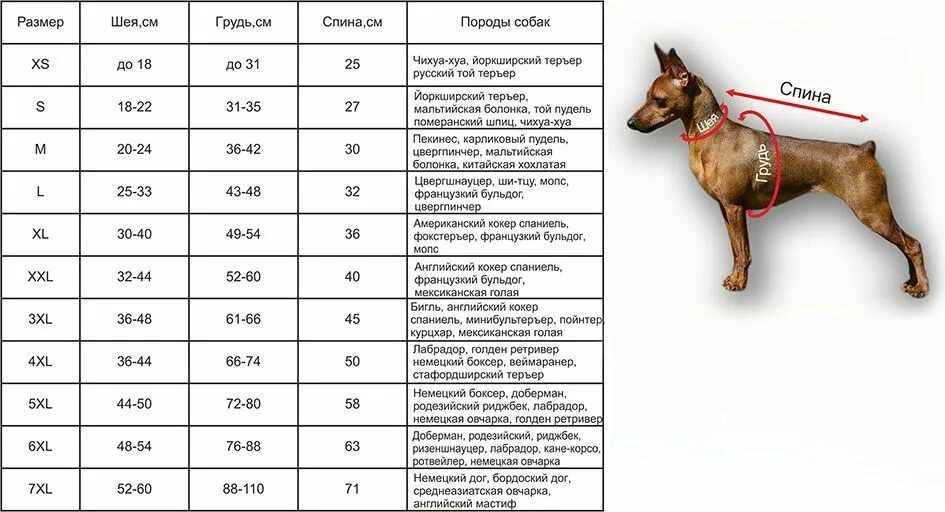 Размер фото собаки Вяжем собаке одежду спицами с описанием. Вязание одежды для собак Одежда для соб