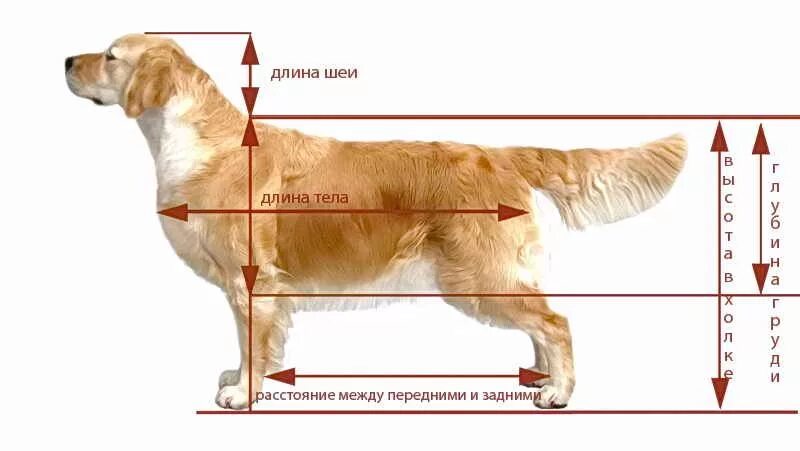 Рога оленя , Лакомство для собак , XS ( 45-60гр. ) - купить в интернет-магазине 