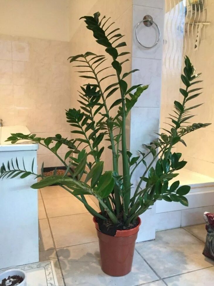 Размер горшка для долларового дерева фото Dividing a Zamioculcas zamiifolia (ZZ plant) Jack Wallington Garden Design, Clap