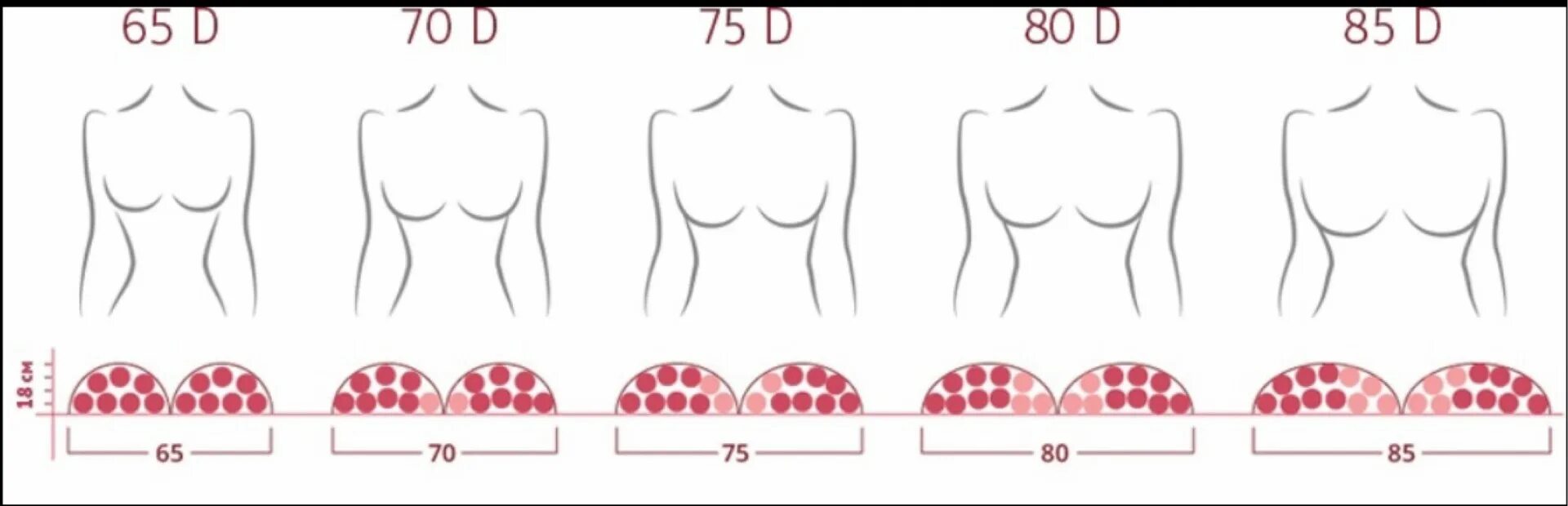 Размер груди по номерам фото What determines the size of boobs - french-language.ru