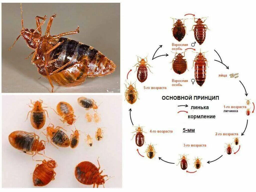 Размер клопа постельного в мм фото Как размножаются клопы: как быстро растет популяция клопов в квартире в Москве