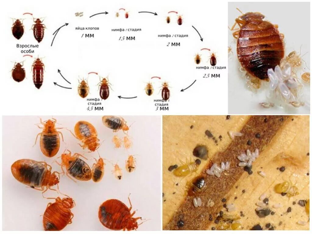 Размер клопа постельного в мм фото Следы и признаки клопов в квартире