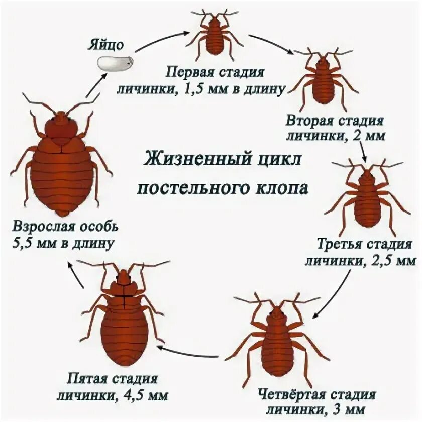 Размер клопа постельного в мм фото Клопы кроватные - как выглядят и как избавиться, где живут в квартире, как размн