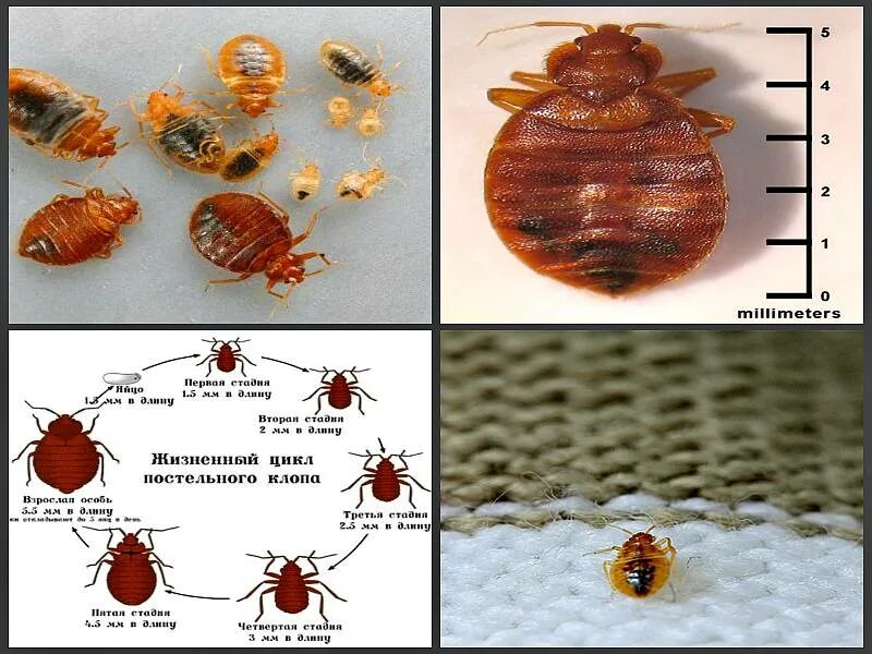 Размер клопа постельного в мм фото Стадии развития постельного клопа фото - DelaDom.ru