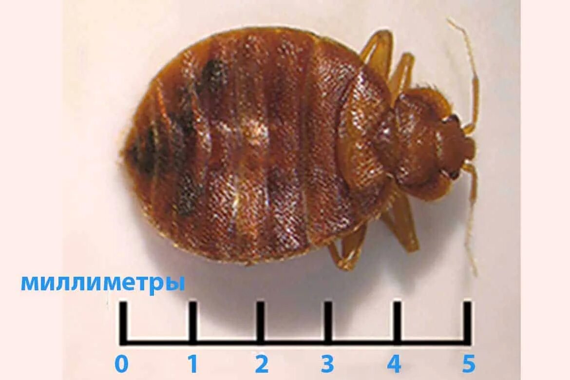 Размер клопа постельного в мм фото ❶ Размер постельного домашнего клопа живущего в квартире: сколько миллиметров и 