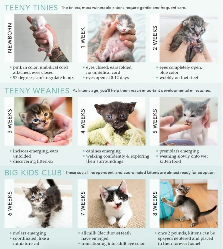 Размер котенка по месяцам фото Kitten care, Baby kittens, Cat care