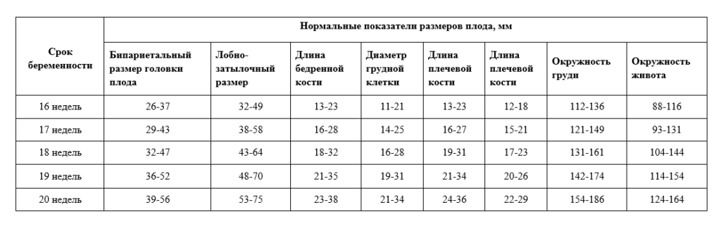 Размер плода 20 недель фото Средние значения размеров плода и матки по узи - фото презентация