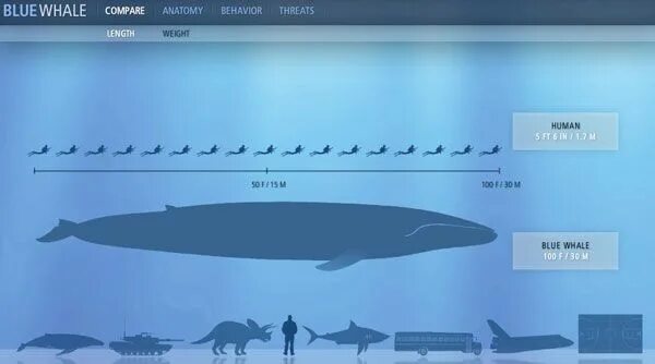 Размер синего кита фото Anatomy of a Blue Whale - Doobybrain.com Blue whale, Blue whale facts, Blue whal