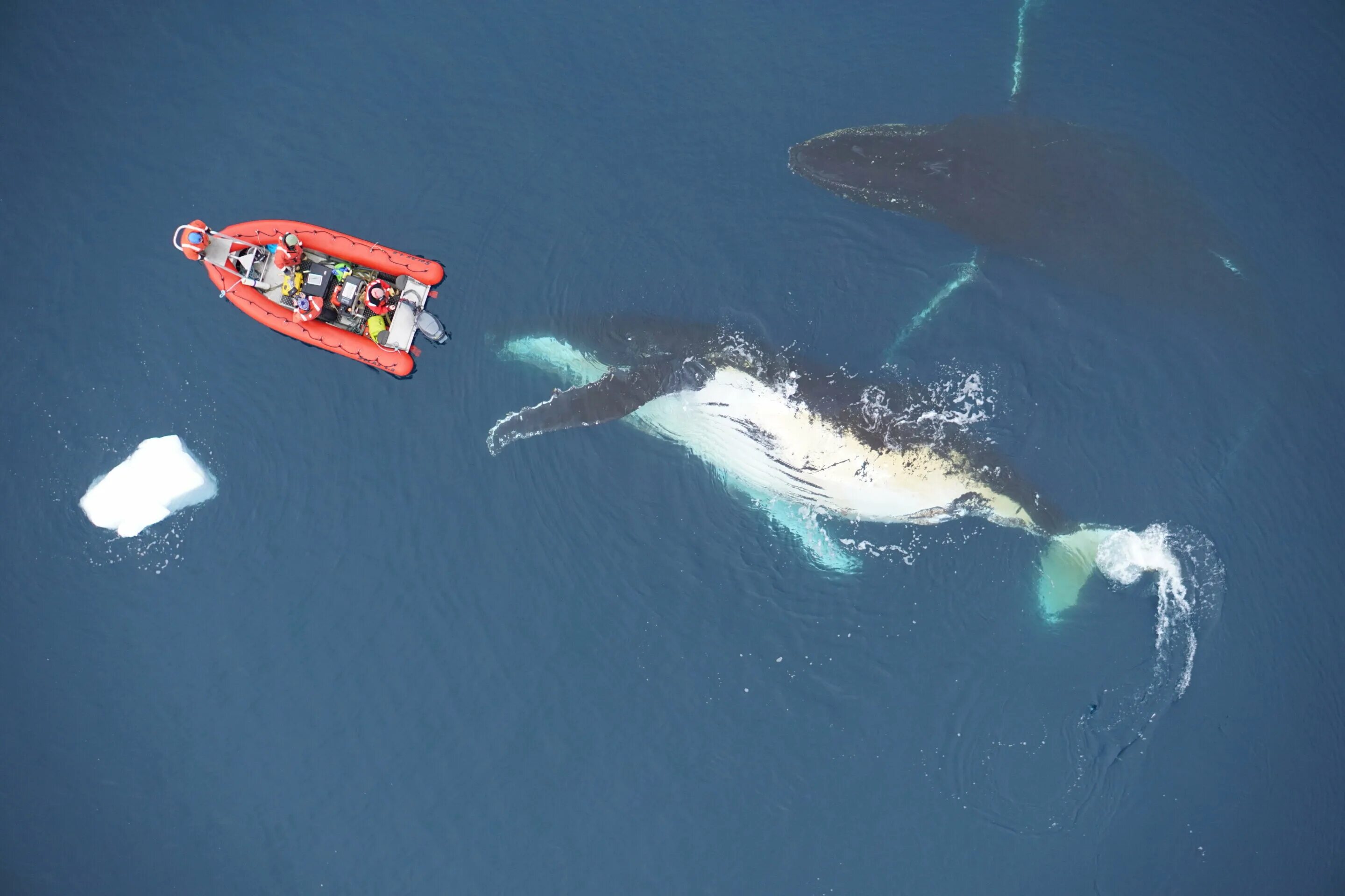 Размер синего кита фото World's largest whales eat more than previously thought, amplifying their role a