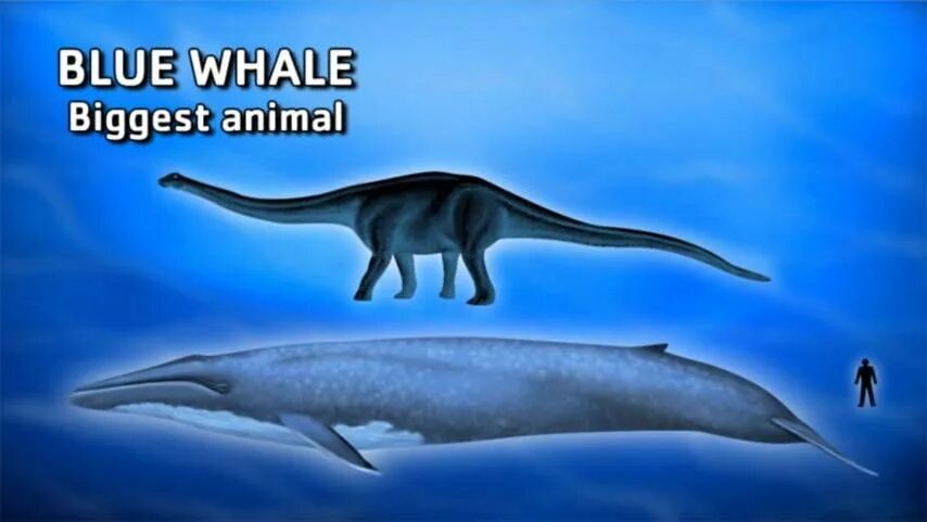 Размер синего кита фото Animation Images Whale, Big animals, Blue whale