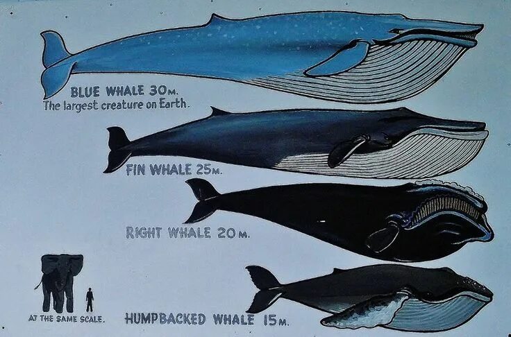 Размер синего кита фото Whale facts. "Repinned by Keva xo". Marine Life xo Pinterest Blue whal