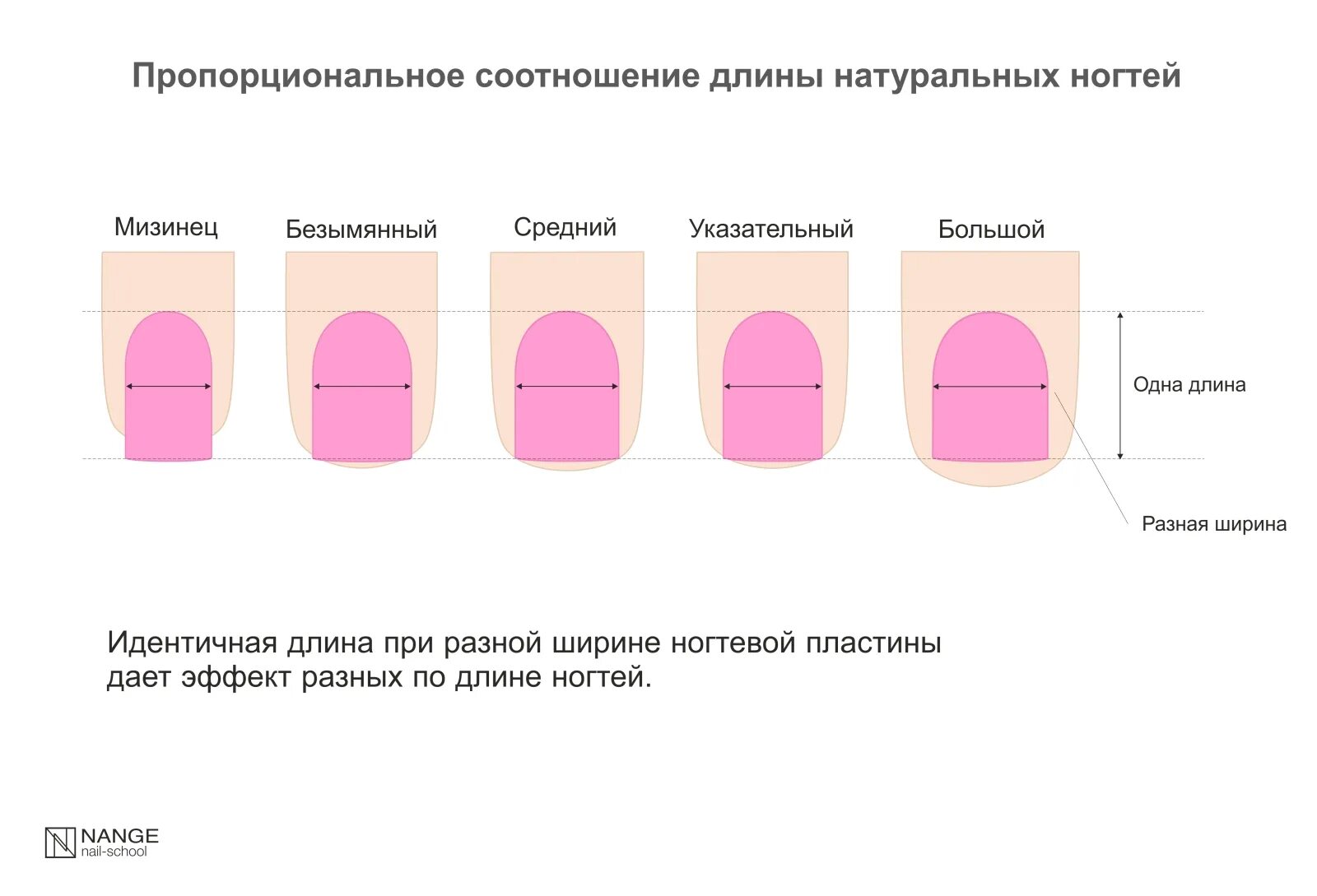 Размеры ногтей фото Пропорциональное соотношение длины натуральных ногтей - NANGE