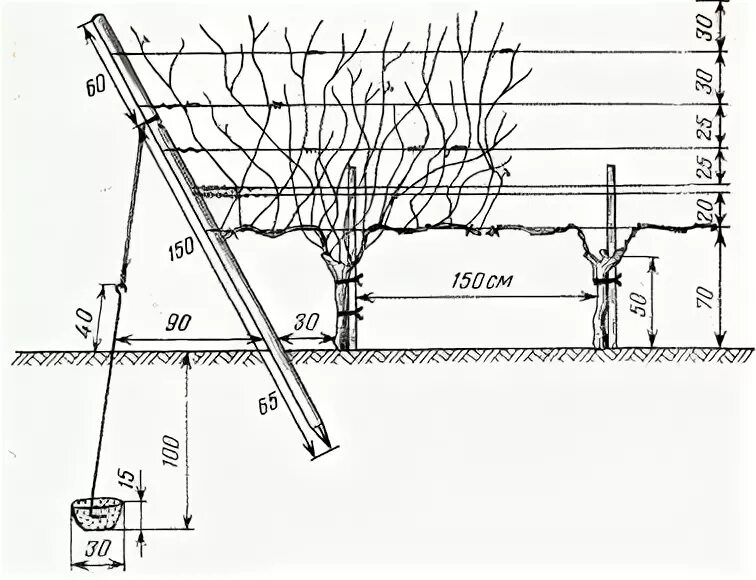 Размеры шпалеры для винограда своими руками чертежи Современные виды формировок - Формировка, опоры и работа с кустами - виноград Ви