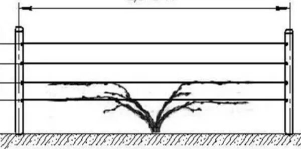 Размеры шпалеры для винограда своими руками чертежи Как подвязать виноград на шпалеру весной - пошаговая инструкция с фото