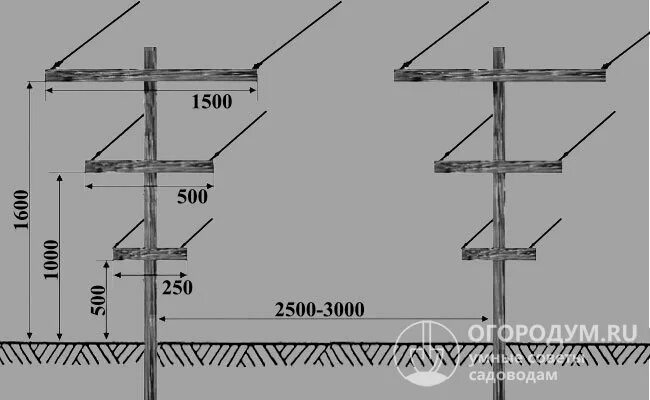 Размеры шпалеры для винограда своими руками чертежи Шпалера для винограда своими руками чертежи фото и видео - avRussia.ru