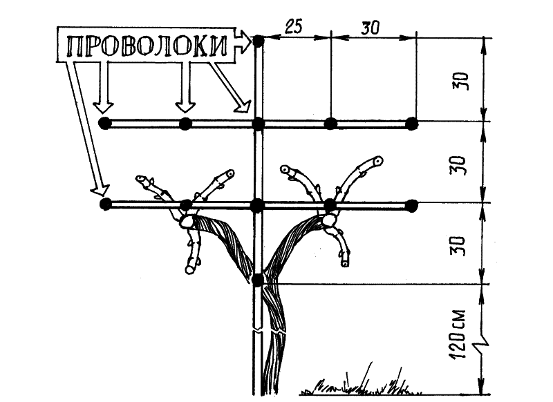 Размеры шпалеры для винограда своими руками чертежи Двухплоскостная шпалера для винограда