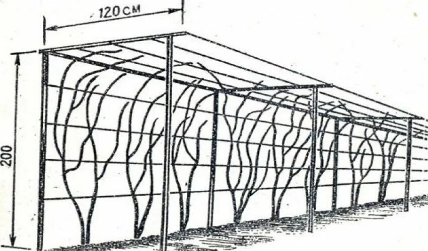 Размеры шпалеры для винограда своими руками чертежи Шпалера под виноград: Конструкция шпалеры под виноград - Концессии и государстве