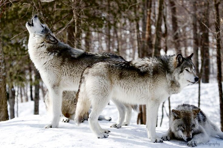 Размеры волка фото Pin on wolves Wolf dog, Wolf photos, Baby wolves