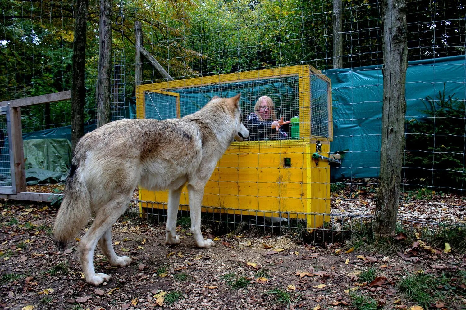 Размеры волка фото Wolves understand cause and effect better than dogs