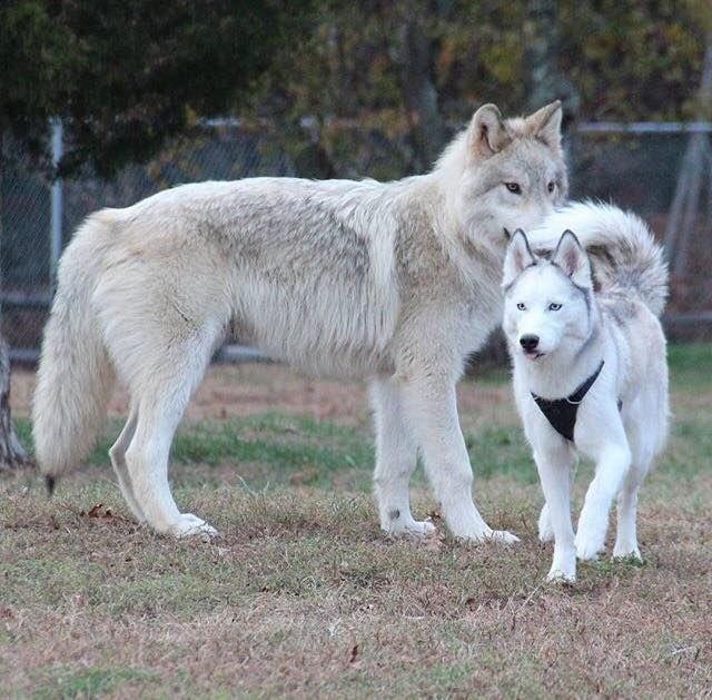 Size Comparison of Different Wolves Dire wolf size, Wolf, Dire wolf