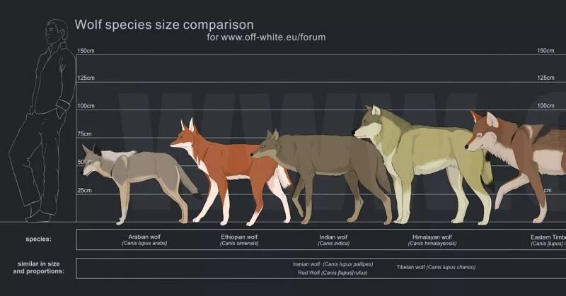 Размеры волка фото Size Comparison of Different Wolves Dire wolf size, Wolf, Dire wolf