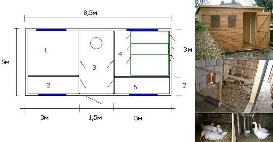 Размеры зимнего курятника фото Разведение гусей: уход и содержание в домашних условиях