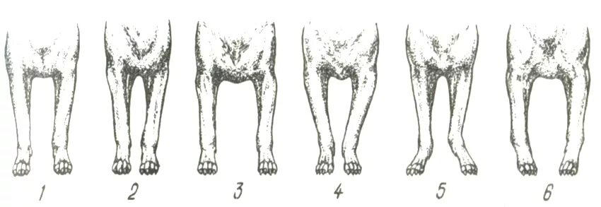 Размет у щенка фото Стати передних конечностей собаки, основные породы, понятие об анатомии и физиол