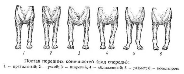 Размет у щенка фото Размет передних конечностей . Причины его возникновения и как исправить? Стаффор