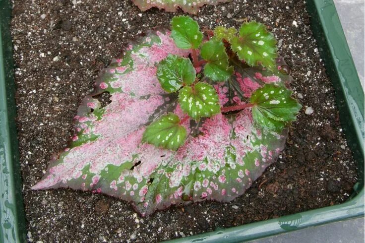 Размножение бегонии листом в домашних условиях фото How to take begonia leaf cuttings Propagating plants, Plant cuttings, Plants