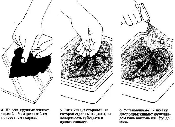 Размножение бегонии листом в домашних условиях фото Как размножить бегонию - в домашних условиях, разными способами, пошаговая инстр
