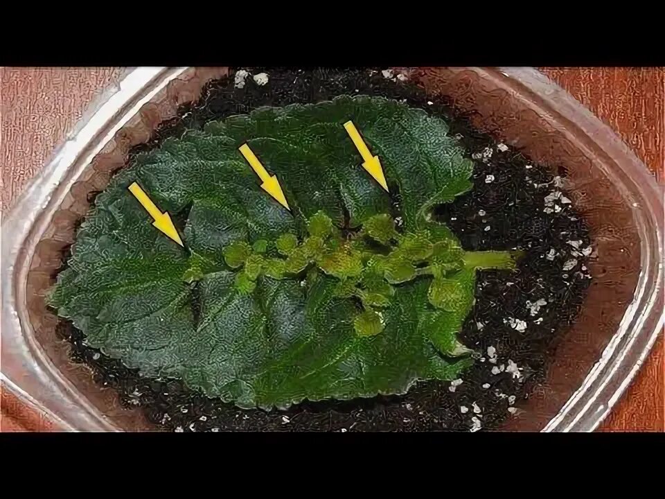 Размножение фиалок листом фото ОДИН ЛИСТ и МНОГО ЧЕРЕНКОВ! Как из ОДНОГО листика получить много... - YouTube По
